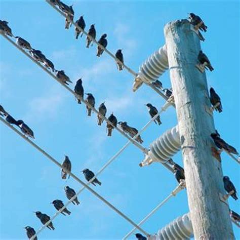 bird box electricity|big birds sitting on power lines.